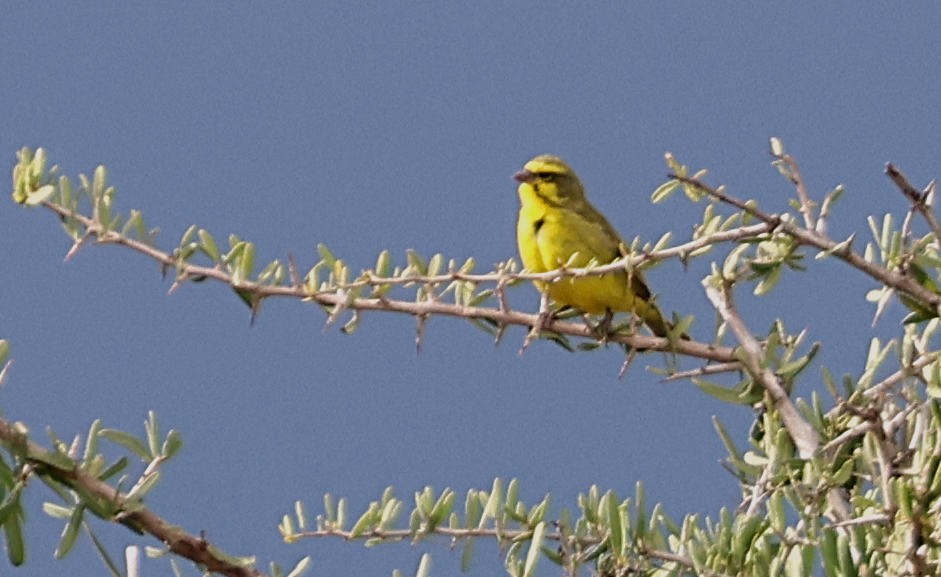 Yellow-fronted Canary - ML627865641