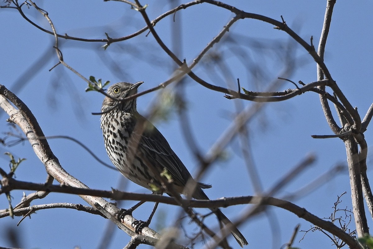 Sage Thrasher - ML627865645