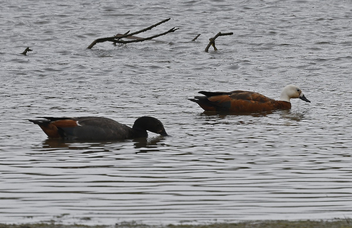 Paradise Shelduck - ML627865684