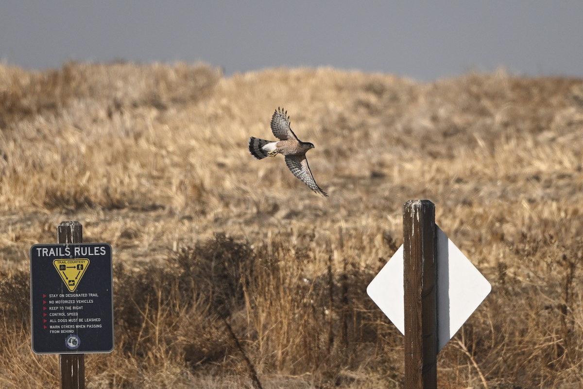 Cooper's Hawk - ML627865737