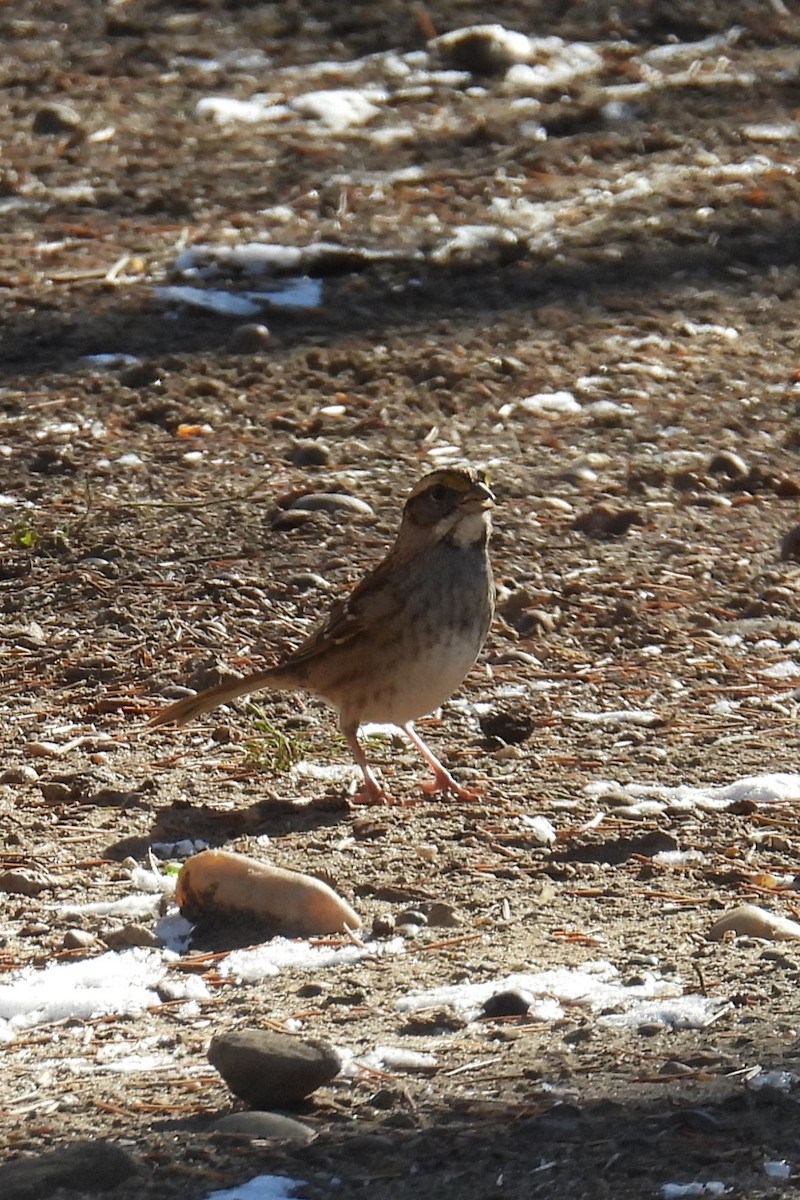 White-throated Sparrow - ML627865814