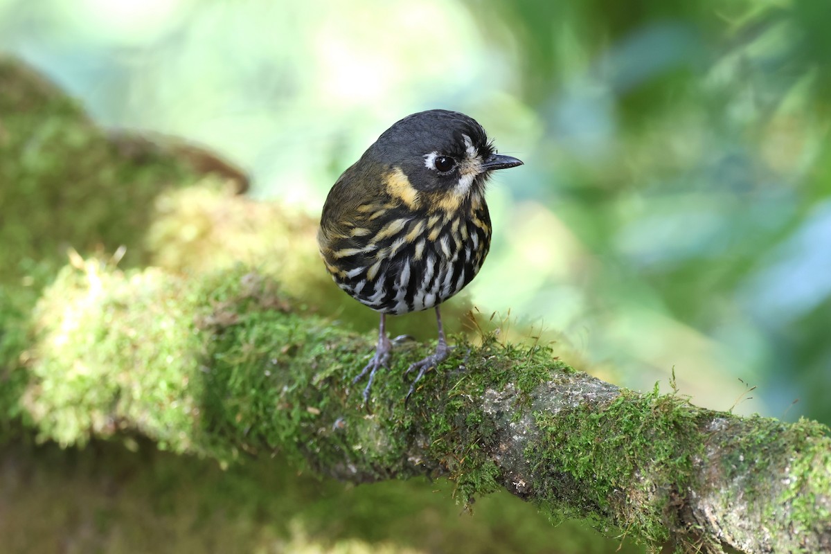 Crescent-faced Antpitta - ML627865836