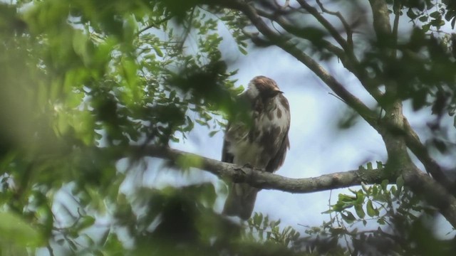 Madagascar Buzzard - ML627865886