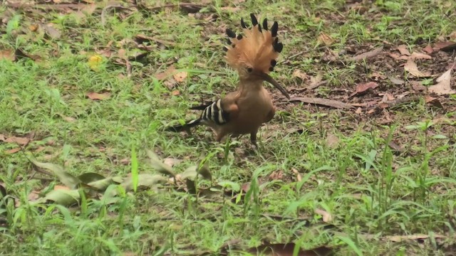 Madagascar Hoopoe - ML627865901