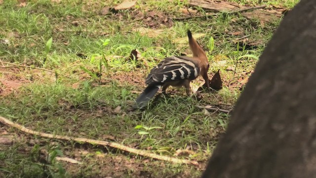 Madagascar Hoopoe - ML627865902