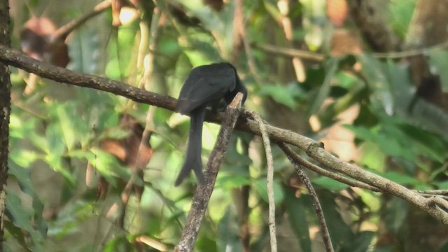 Crested Drongo - ML627865931