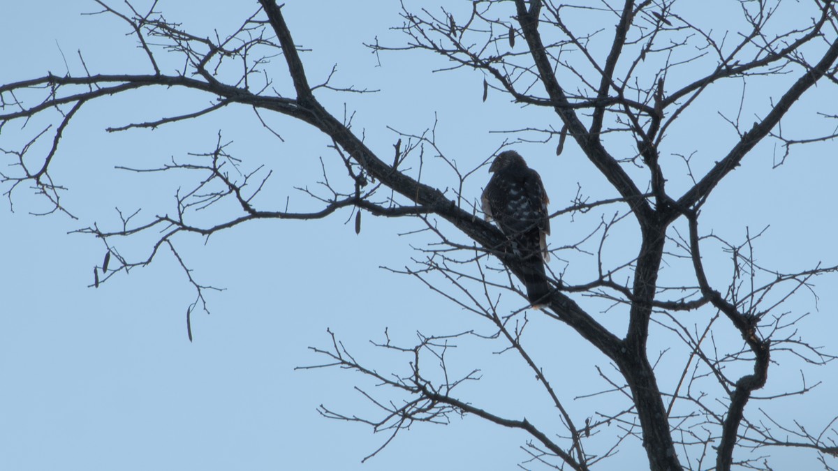 Cooper's Hawk - ML627865932