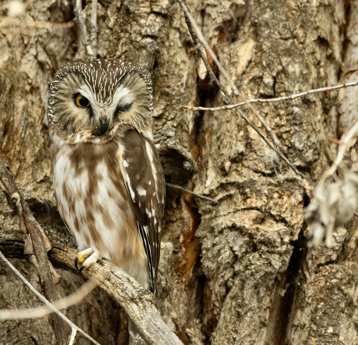 Northern Saw-whet Owl - ML627865935