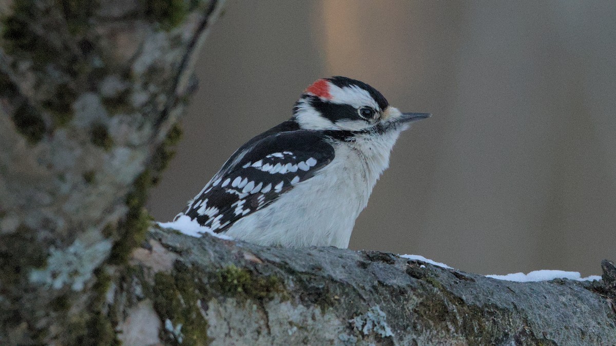 Downy Woodpecker - ML627865939