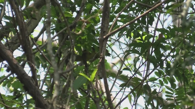 Long-billed Bernieria - ML627865940