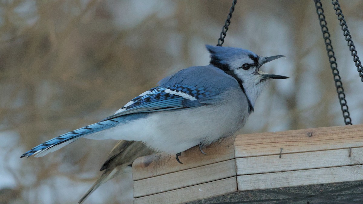 Blue Jay - ML627865949