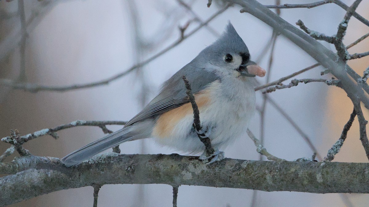 Tufted Titmouse - ML627865952