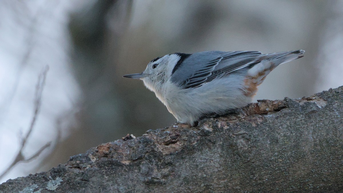 White-breasted Nuthatch - ML627865954