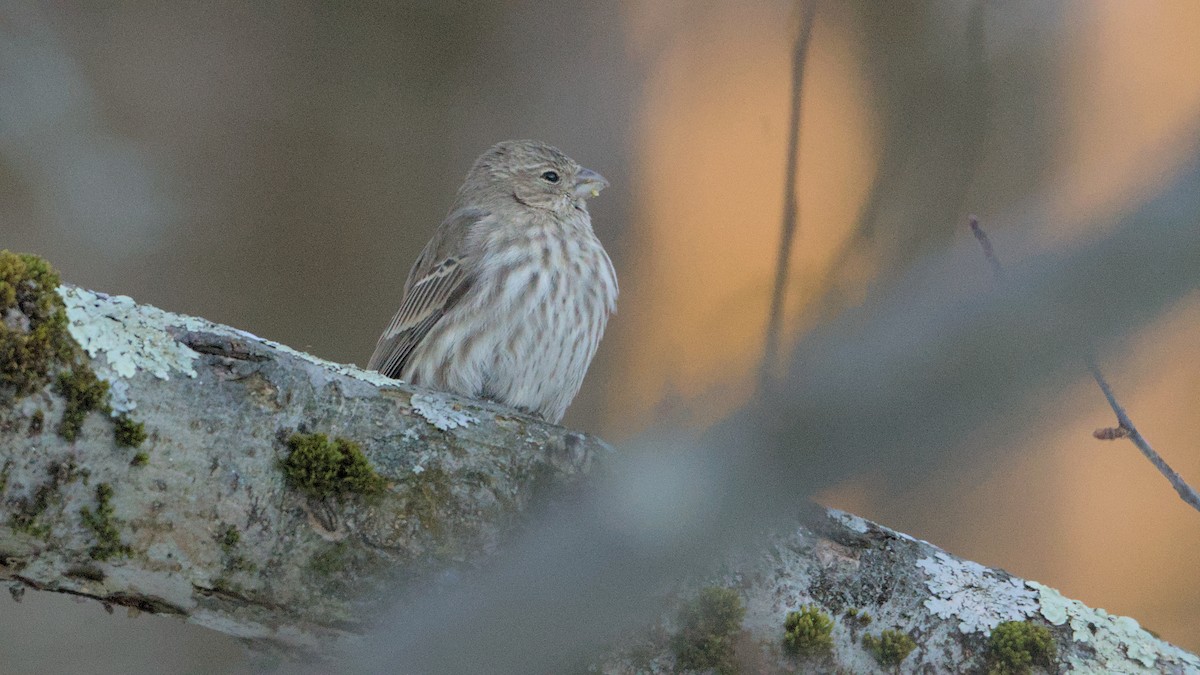 House Finch - ML627865962