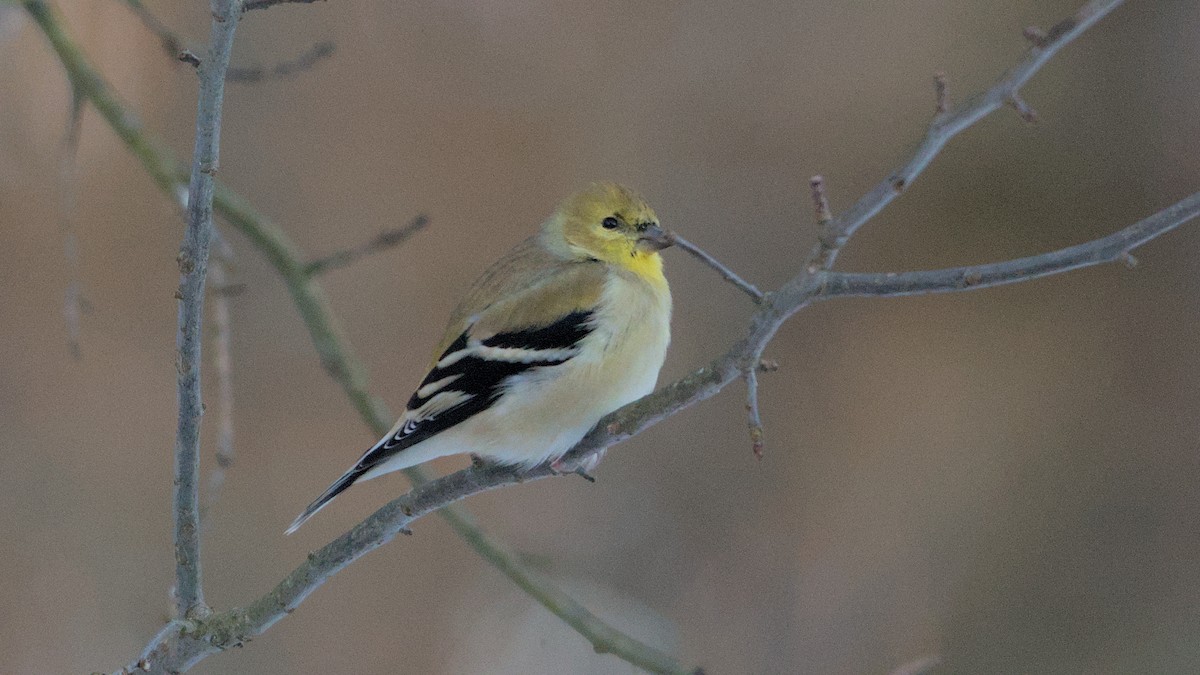 American Goldfinch - ML627865967