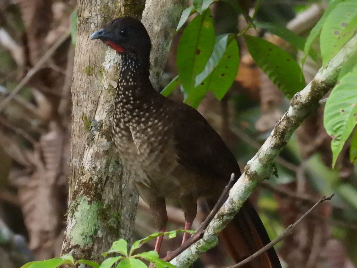 Speckled Chachalaca - ML627865971
