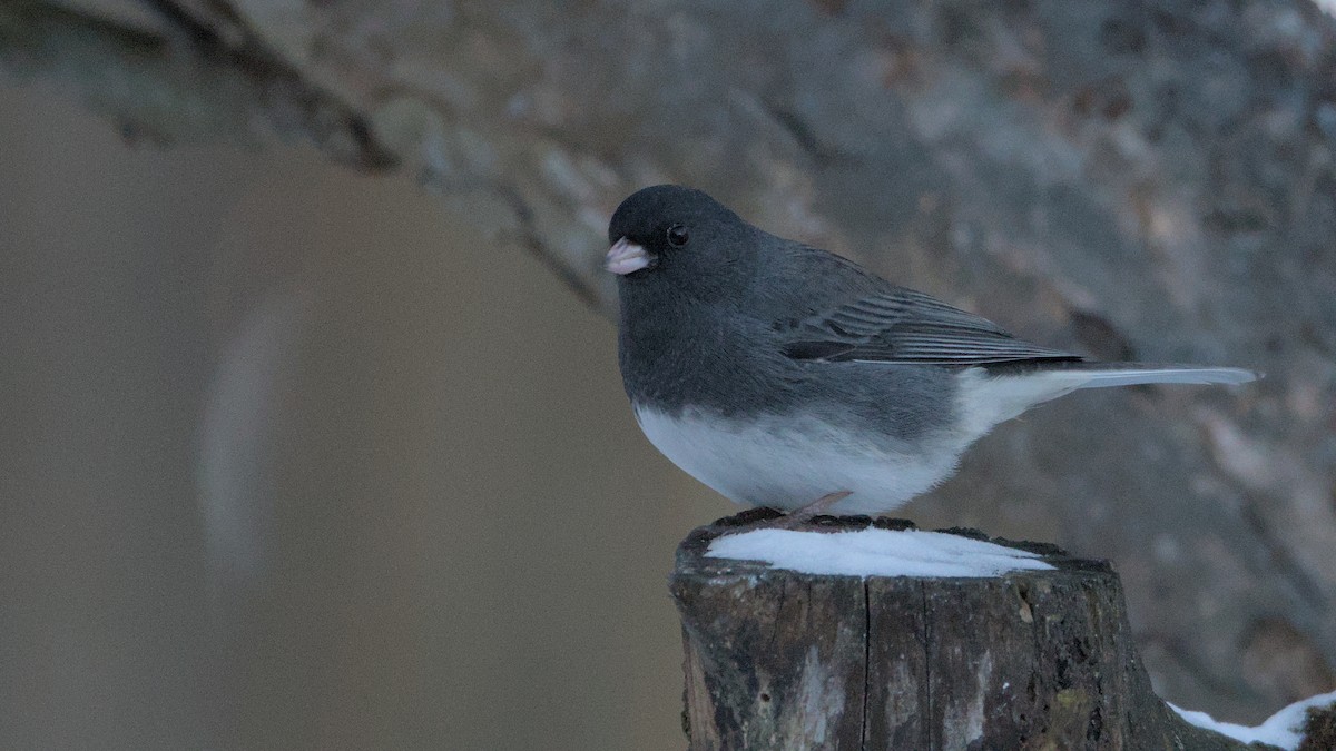 Dark-eyed Junco - ML627865973