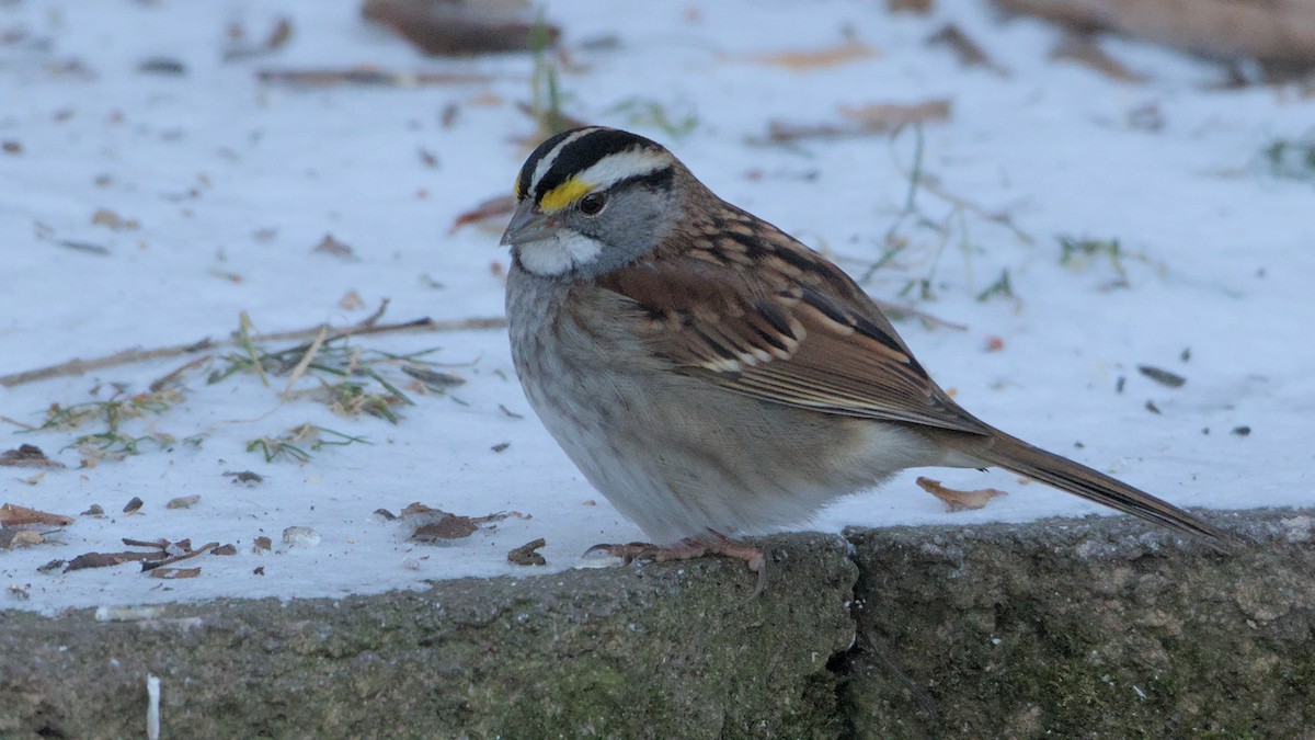 White-throated Sparrow - ML627865980