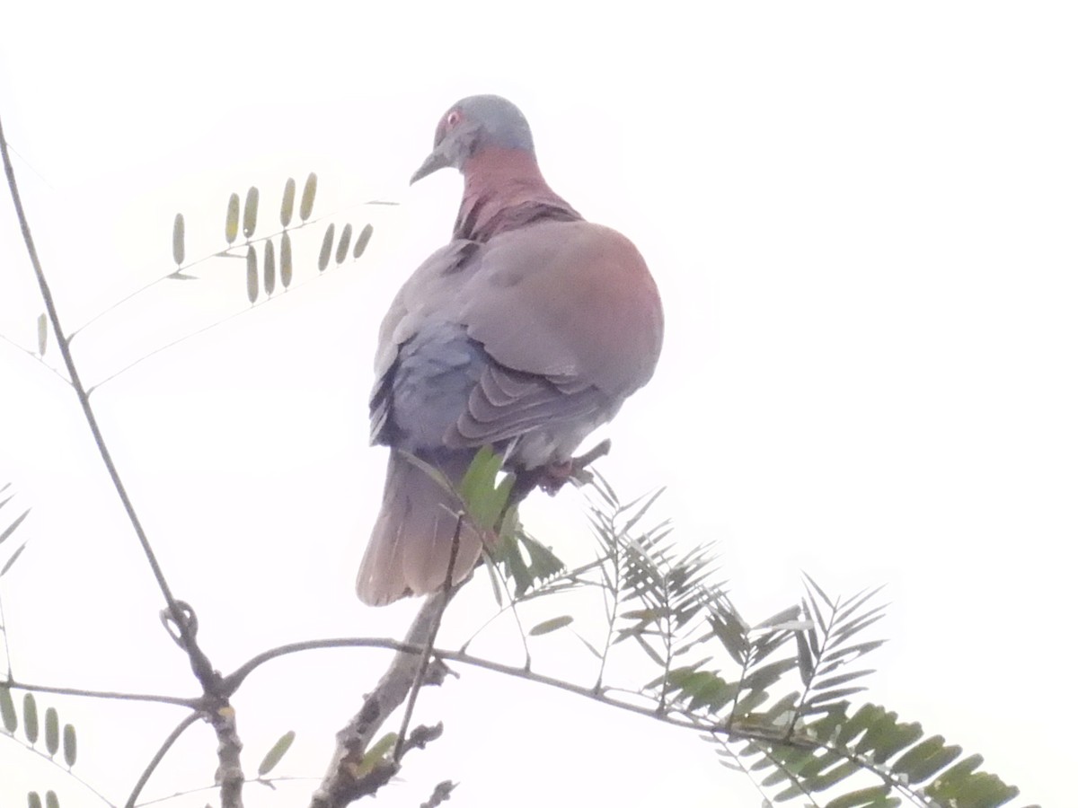Pale-vented Pigeon - ML627865991