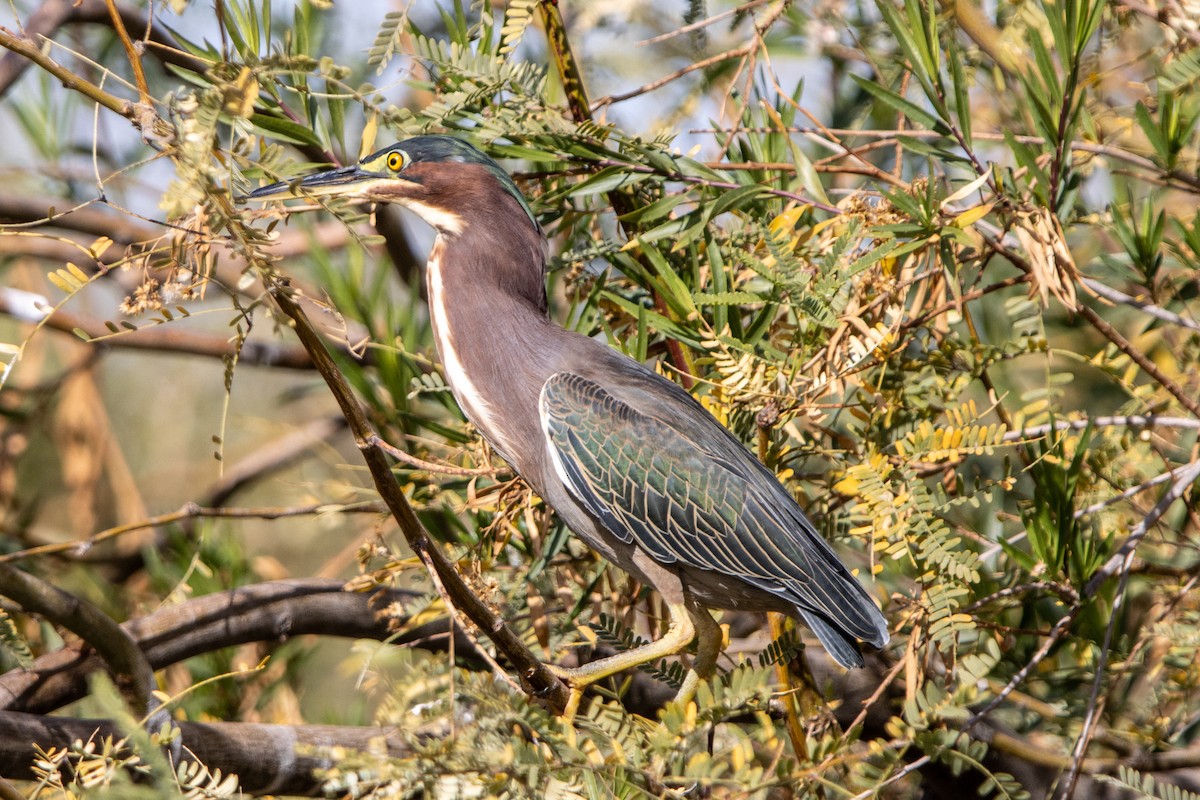 Green Heron - ML627865999