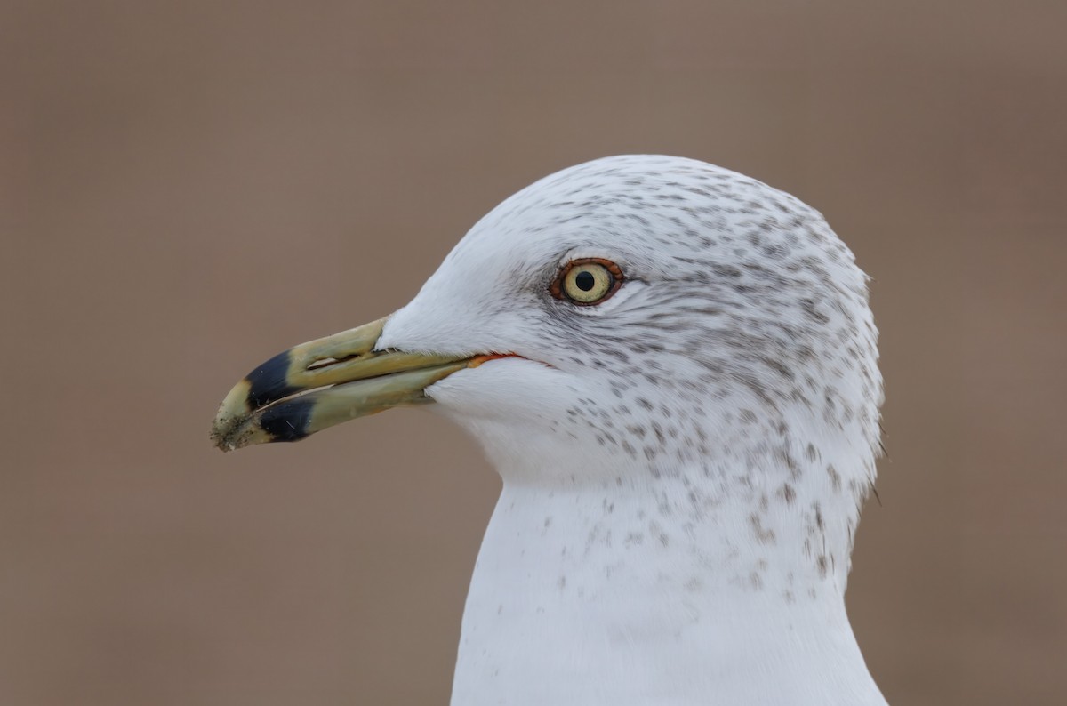 Ring-billed Gull - John Callender