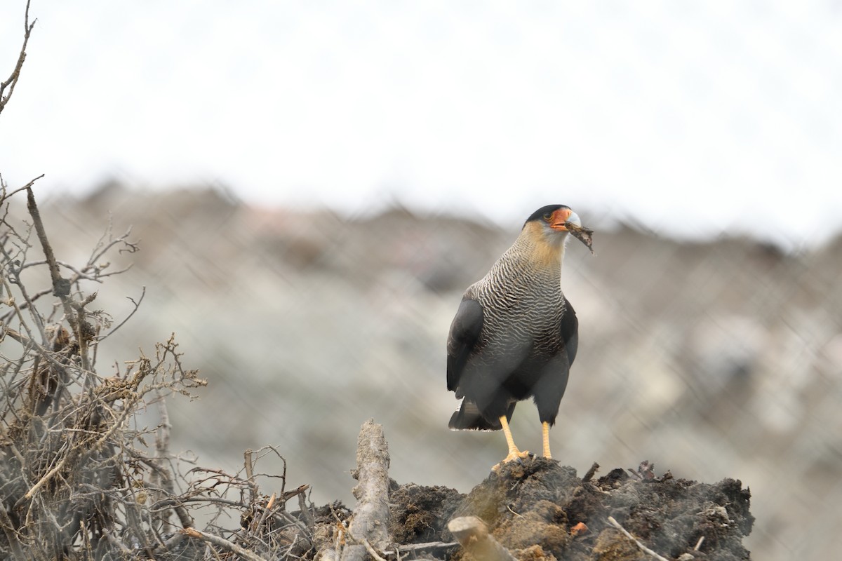 karančo jižní (ssp. plancus) - ML627866031