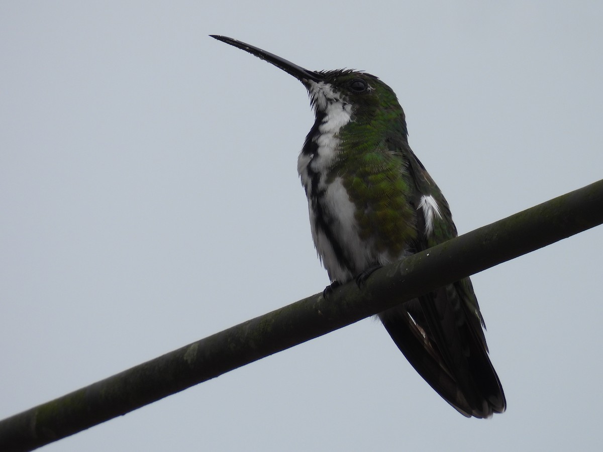 Black-throated Mango - ML627866034