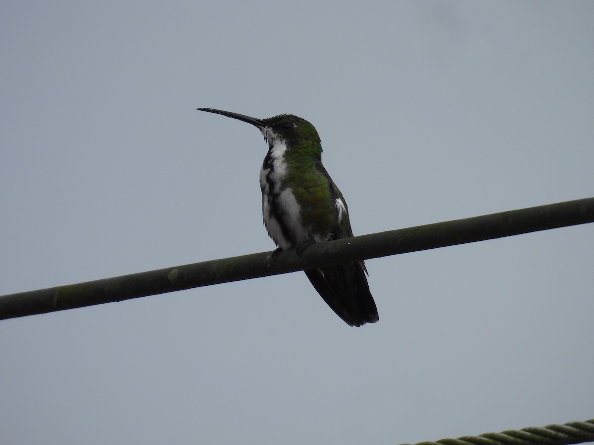 Black-throated Mango - ML627866053