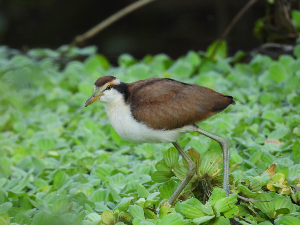 Wattled Jacana - ML627866079