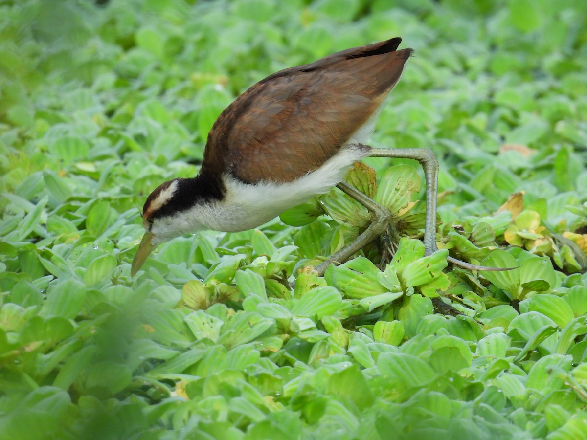 Wattled Jacana - ML627866087