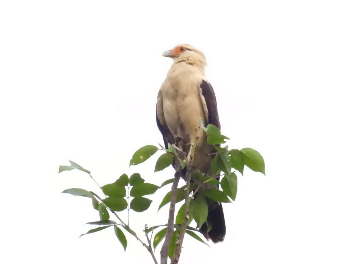 Yellow-headed Caracara - ML627866142