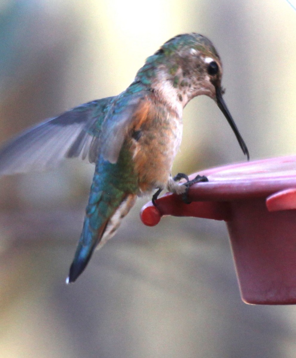 Broad-tailed Hummingbird - ML627866153