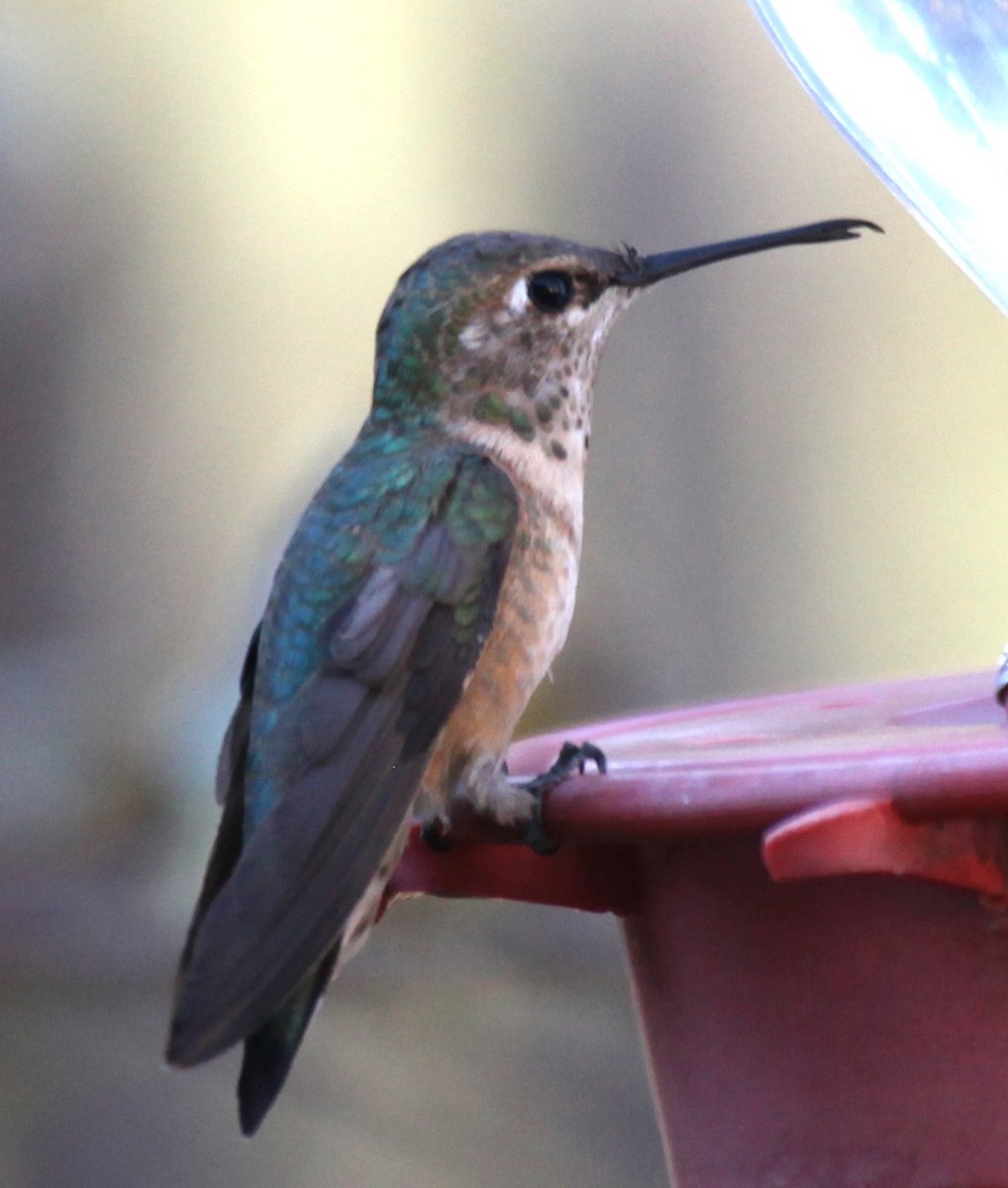 Broad-tailed Hummingbird - ML627866157