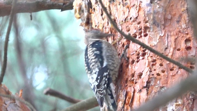 Yellow-bellied Sapsucker - ML627866158
