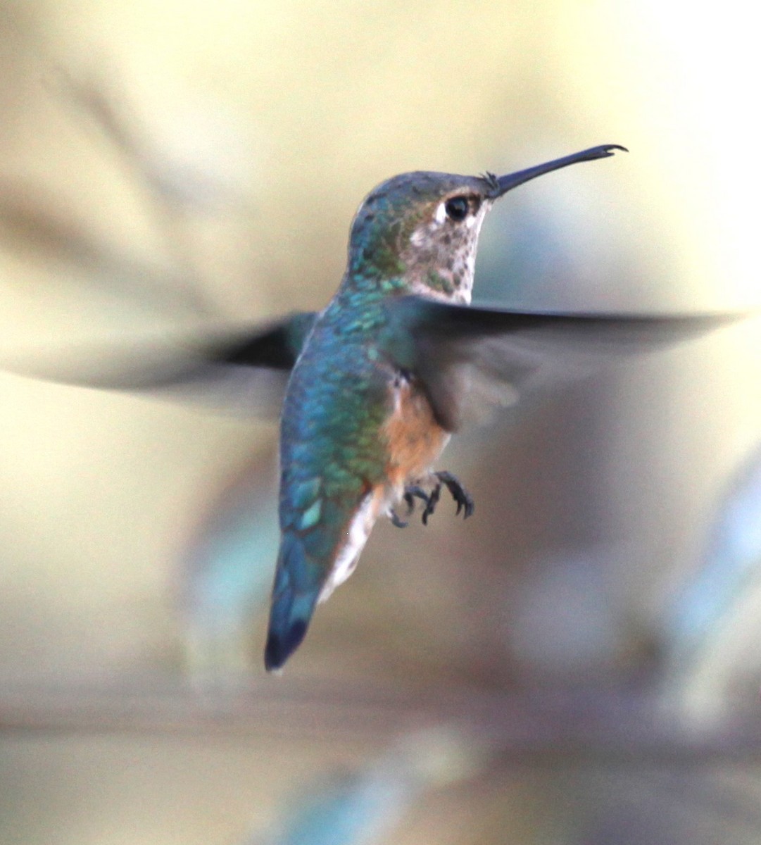 Broad-tailed Hummingbird - ML627866160