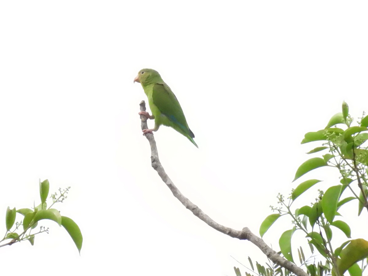 Cobalt-winged Parakeet - ML627866165