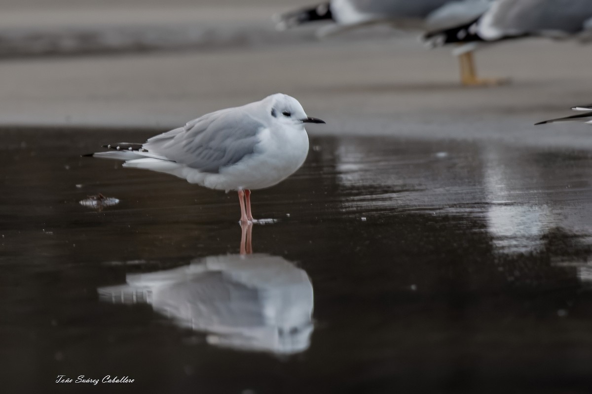Bonaparte's Gull - Manuel Antonio Suárez Caballero