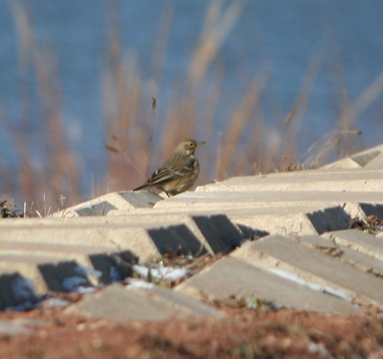 American Pipit - ML627866185