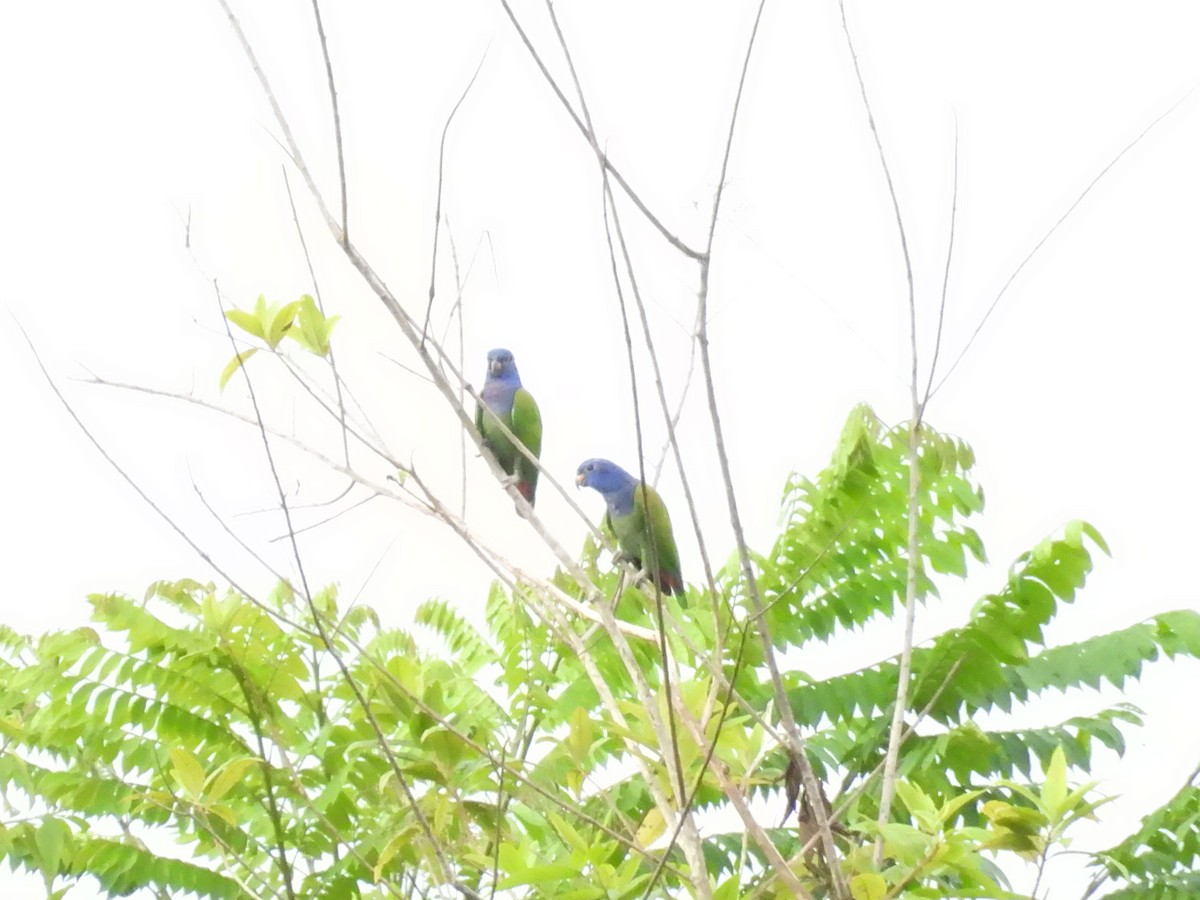 Blue-headed Parrot - ML627866188