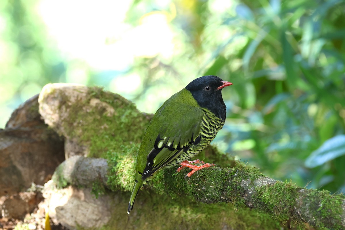 Barred Fruiteater - ML627866252