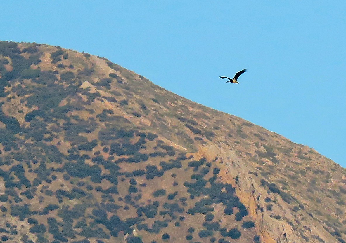 Black Stork - Juan Pérez