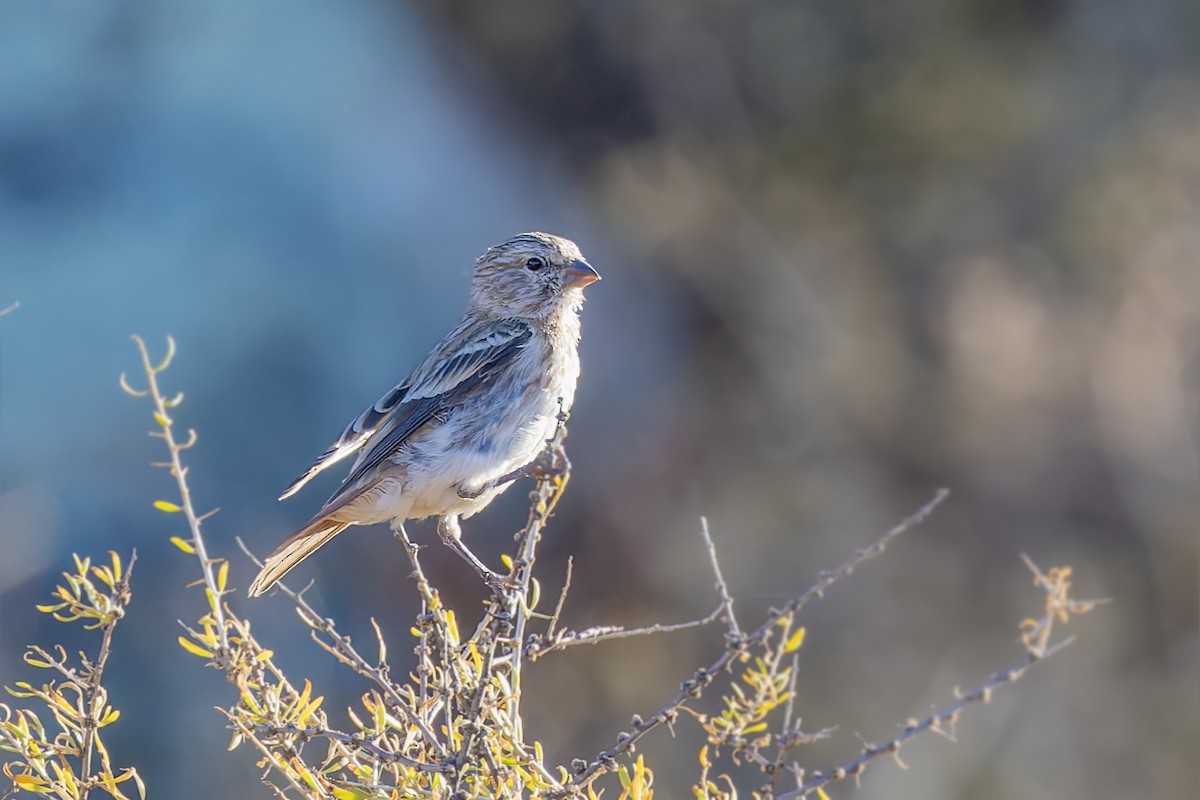 Black-headed Canary - ML627866305