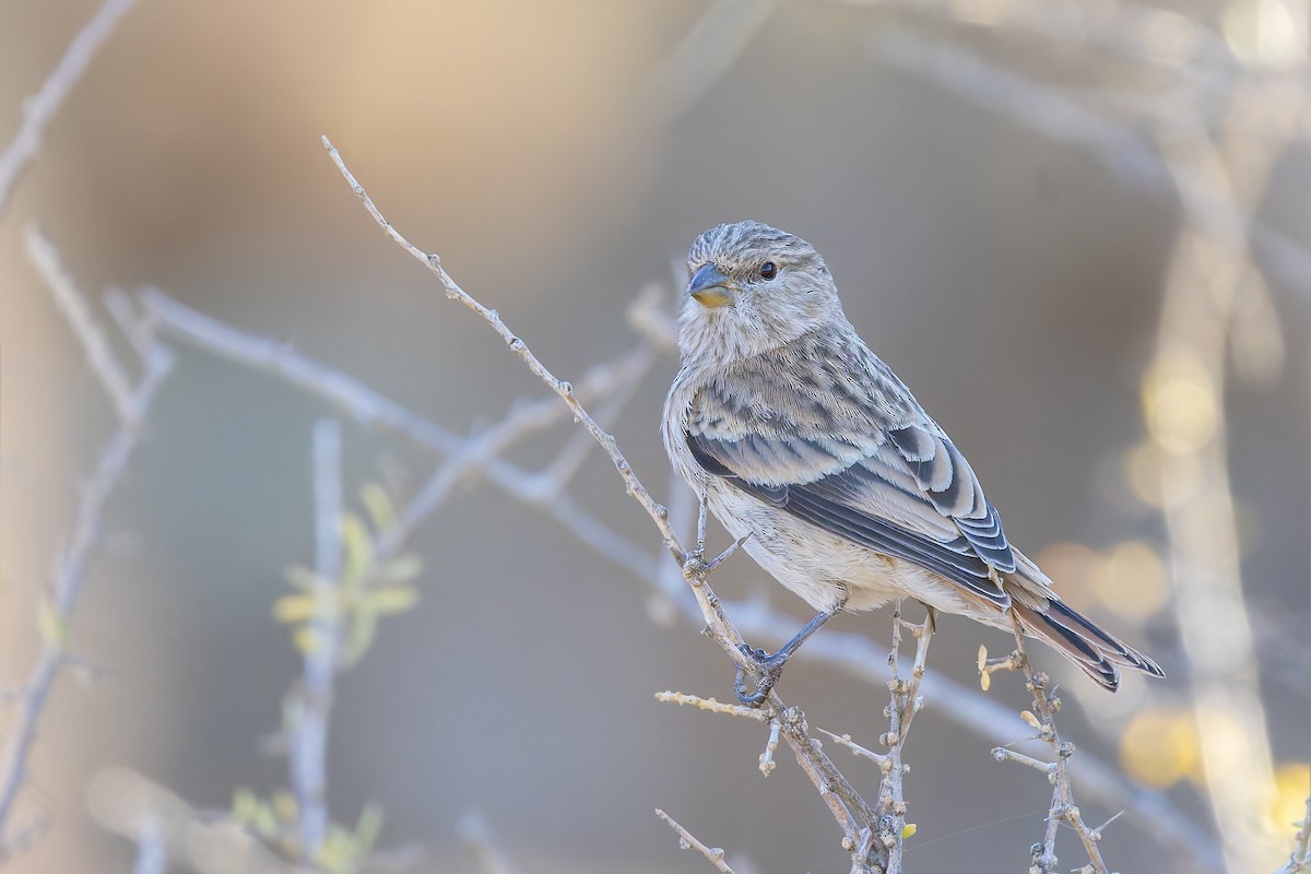 Black-headed Canary - ML627866307