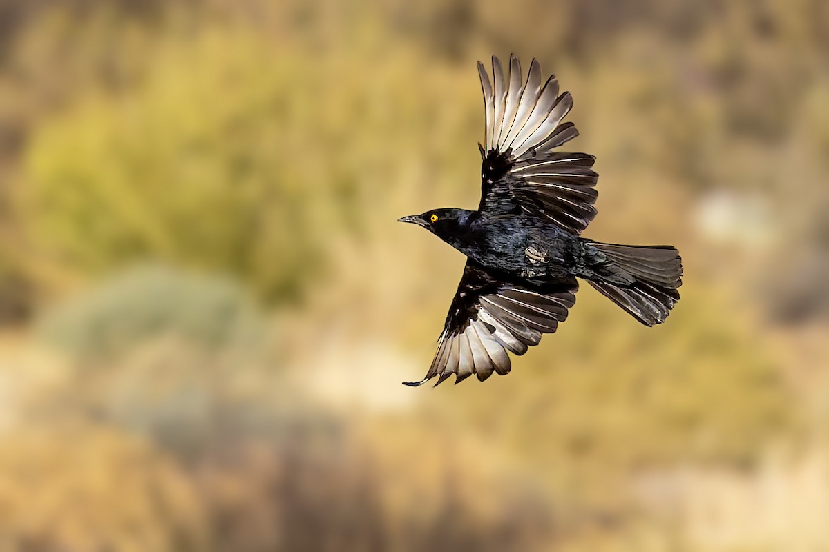 Pale-winged Starling - ML627866337