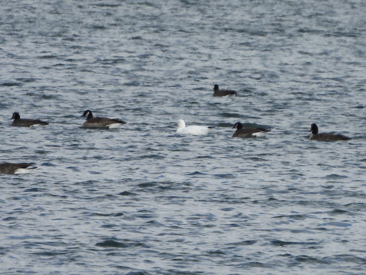 Ross's Goose - ML627866355