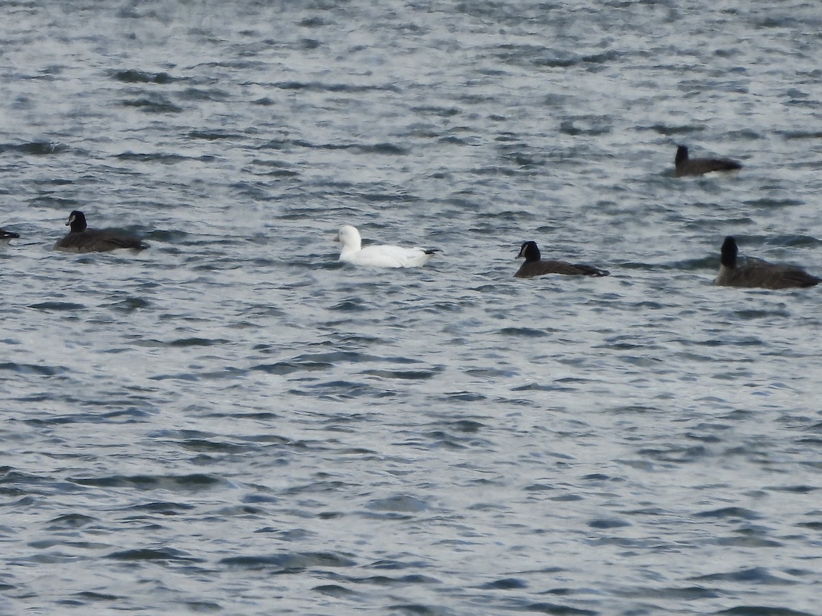 Ross's Goose - ML627866357