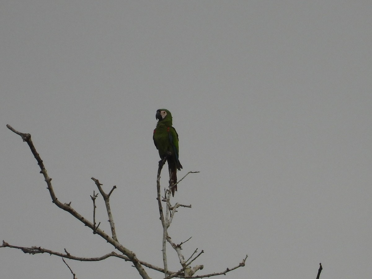 Chestnut-fronted Macaw - ML627866363