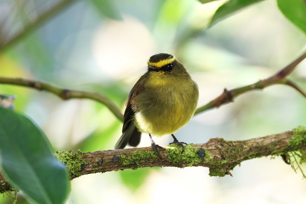 Yellow-bellied Chat-Tyrant - ML627866384