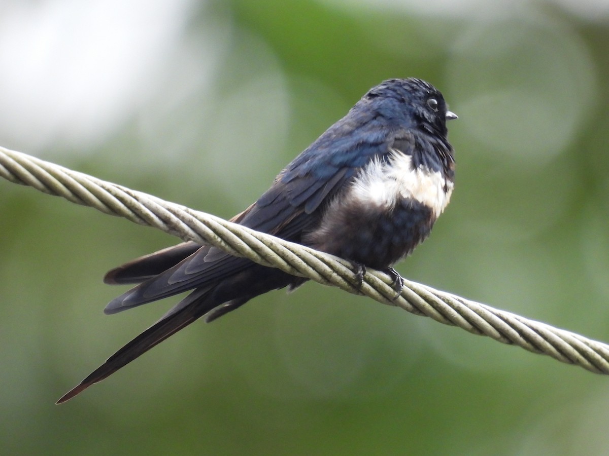 White-banded Swallow - ML627866422