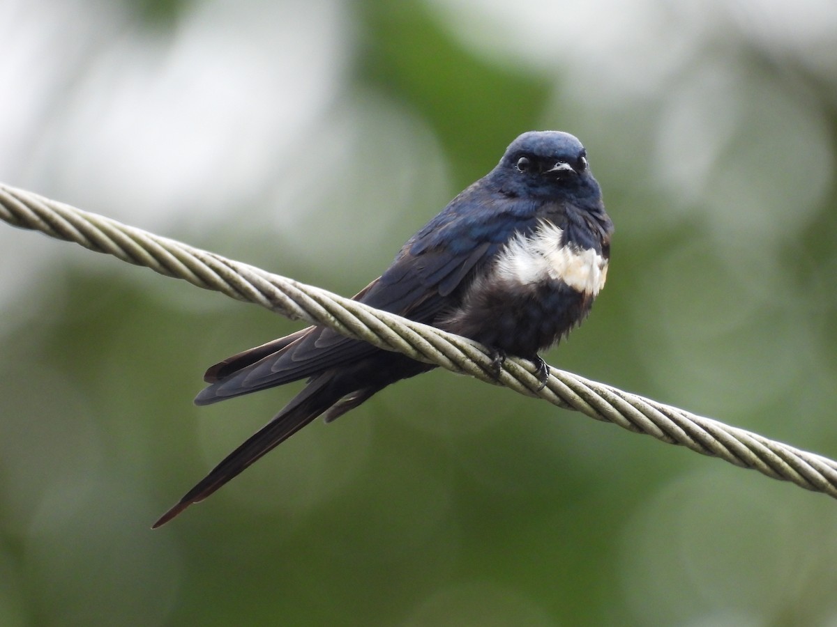 White-banded Swallow - ML627866429